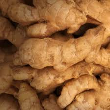  Karbi Anglong Ginger